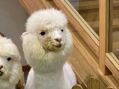 -藦茜花园宠物主题亲子互动体验馆(国顺东路店)