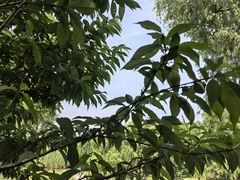 -同里国家湿地公园