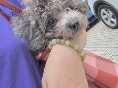 -申普宠物医院·心脏介入·心血管微创(总院)