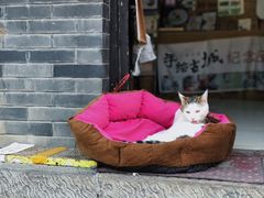 -老槐树煎包