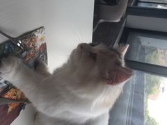 iphone_upload_pic-喵的天空名猫咖啡馆·撸猫·猫舍·用品