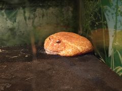 -上海大自然野生昆虫馆(东方明珠·爬宠昆虫探索中心)
