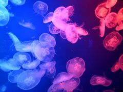 -成都浩海立方海洋公园