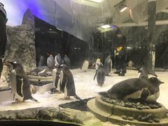 -悉尼海洋生物水族馆