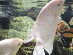 -太平洋海底世界