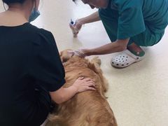 -美联众合动物医院·伴可分院·内科中心医院