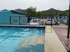 -趣玩宠物乐园寄养训犬训狗游泳池