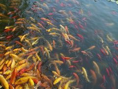 -武汉紫薇都市田园