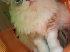 -凯特喵百思猫专科医院