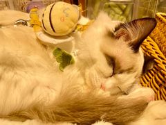 -锦庐道地川菜(来福士店)