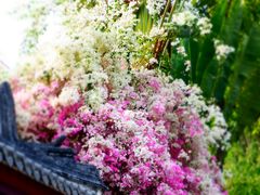 景点-深圳国际园林花卉博览园