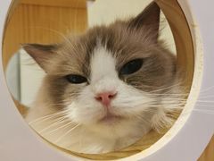 -momokira米努特·德文卷毛猫·棉花面纱犬