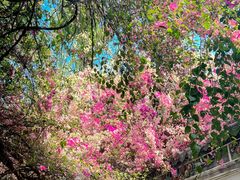 -深圳国际园林花卉博览园