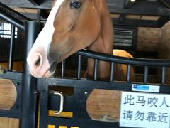 -鲤鱼山公园