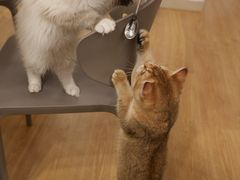 -有喵·猫咖·狗咖·30几只猫10只小狗(岗厦店)