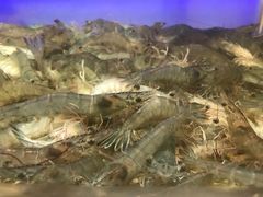 活虾-V-ONE西雅图海鲜自助餐厅(仓山万达广场店)