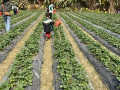 -会江钓鱼钓虾烧烤场