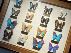 -上海昆虫博物馆