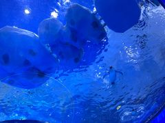 -上海海昌海洋公园