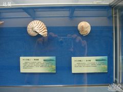 贝类展品-上海海洋大学鱼文化博物馆(军工路校区)