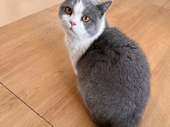 -猫在这儿猫咪咖啡馆·撸猫馆