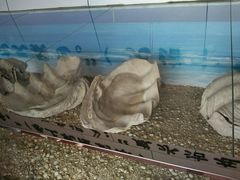 android_upload_pic-天津古林古海岸遗迹博物馆