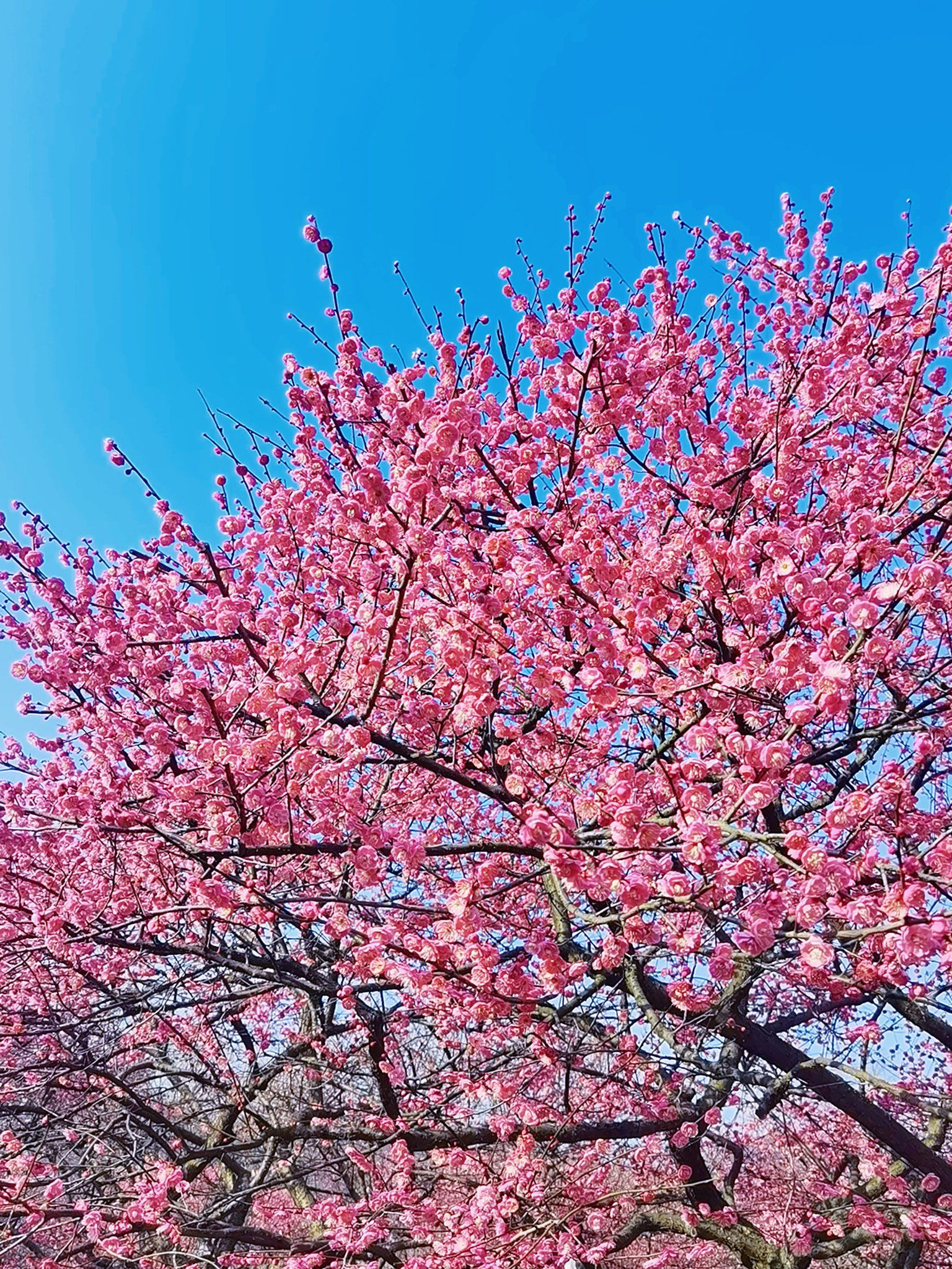 🌸赏梅时节到!梅花盛开美如画🎨