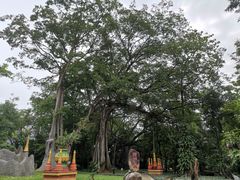 -瑞丽独树成林风景区