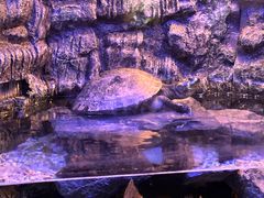 -上海海洋水族馆