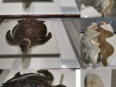 -青岛贝壳博物馆