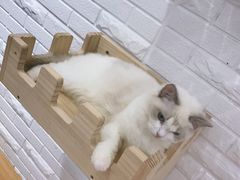 -momokira米努特·德文卷毛猫·棉花面纱犬