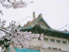 -武汉大学-樱园