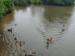 -海珠湖公园