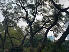 -荔枝公园(福田区)
