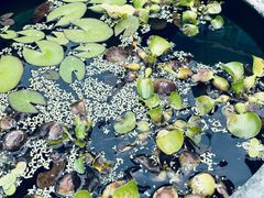 -袖虎猫馆(十亩地店)