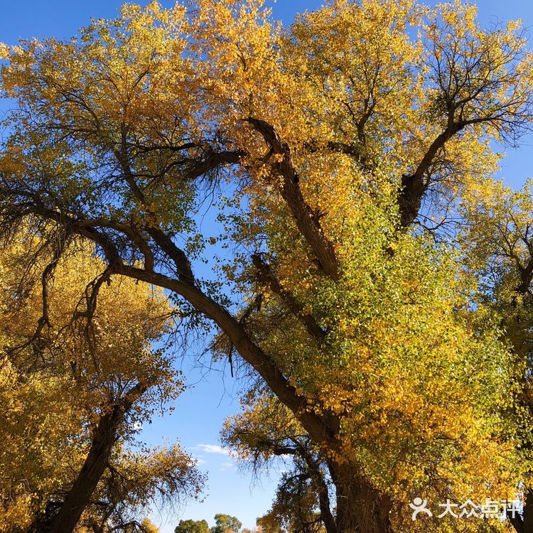 《英雄》取景地额济纳旗🍂绝美胡杨林