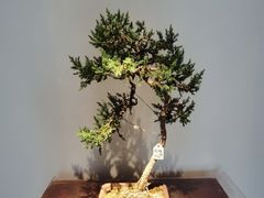 -稍可轩博物馆餐厅