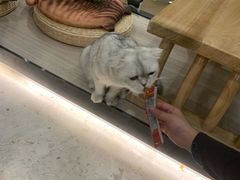 -飞行喵MR PILOT|猫舍·猫咖(静安大融城店)