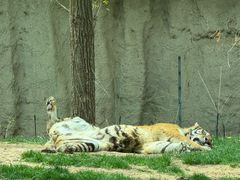 -北京野生动物园