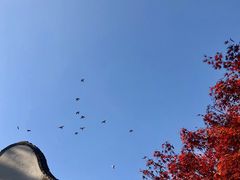 -秋霞圃