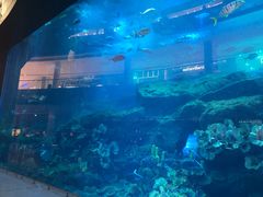 -迪拜水族馆及水下动物园