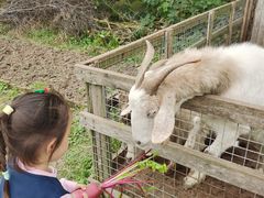 -九善农植有机生活农场