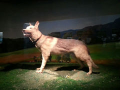 android_upload_pic-上海公安博物馆