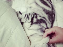 -菲丽丝宠物医院·24小时·猫科中心·免疫点(淮海分院)