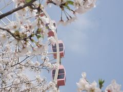 -顾村公园