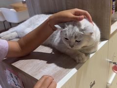 -藏猫猫咖啡主题馆(中央大道店)