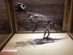 -国家自然博物馆