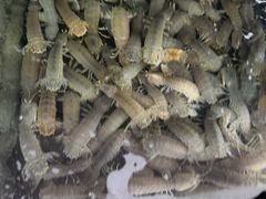 -雅逸居海鲜小厨