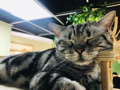 -猫和宫(六道口店)