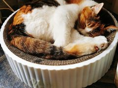 -Anne猫窝咖啡屋